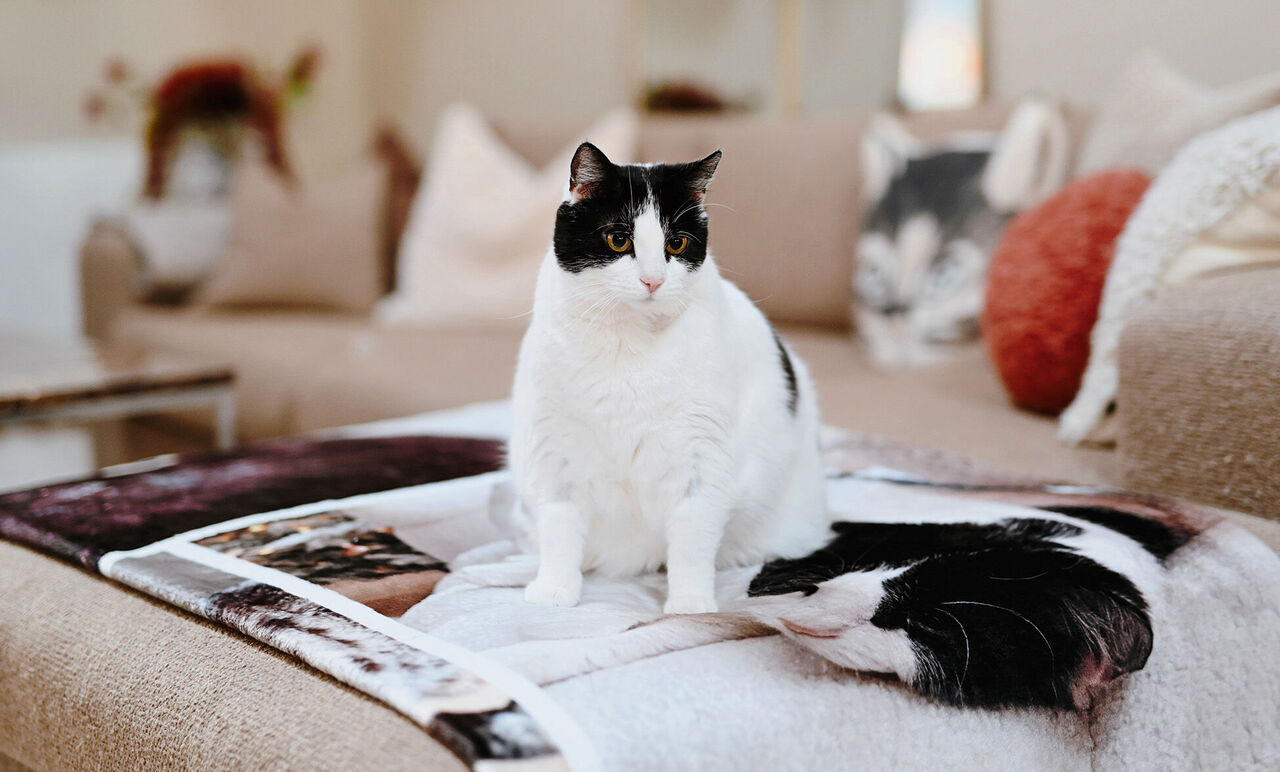 En vit katt med svarta fläckar sitter på en filt som visar foton, i ett ljust vardagsrum.
