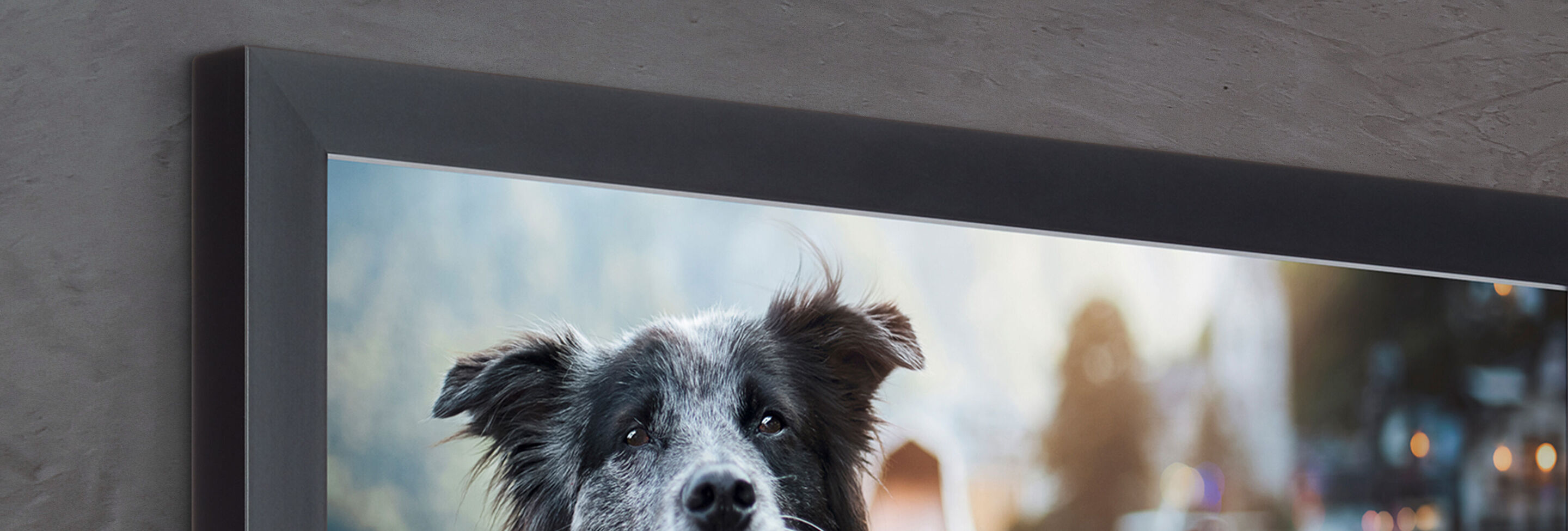 En kärleksfull border collie med mjuka ögon på en modern grå bakgrund.