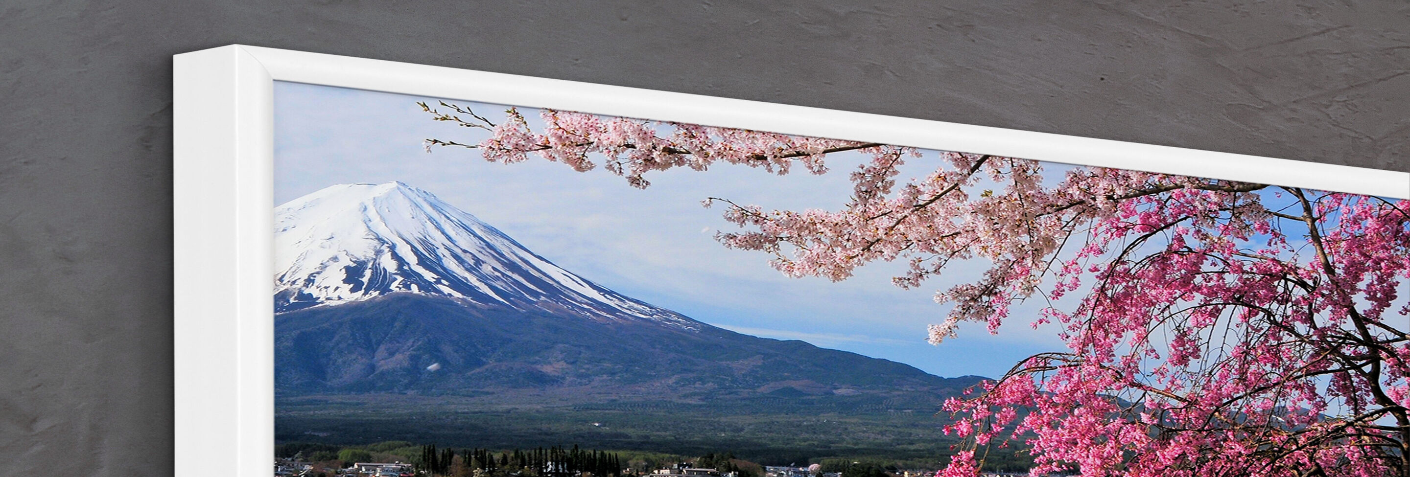 Blommande körsbärsträd med Mount Fuji i bakgrunden, himlen är klar.